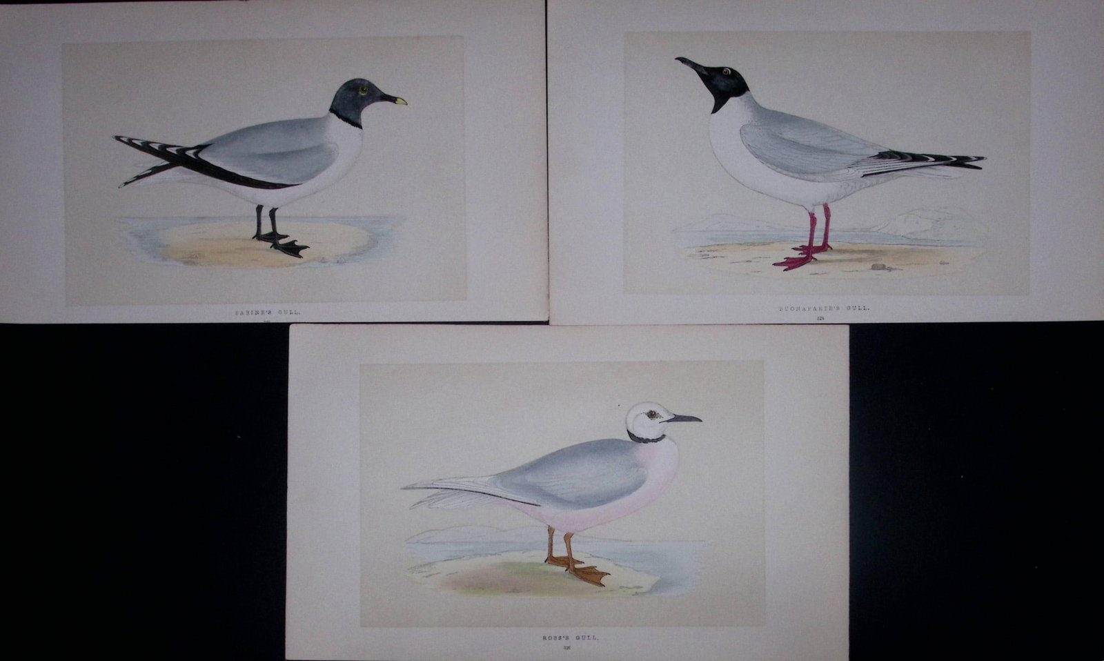 Job-Lot The Gull Family Rev Morris Antique Coloured Birds Engravings-28.: Title: Job-Lot The Gull Family Rev Morris Antique Coloured Birds Engravings-28. Description: These 3 Chromolithographic Engraved Plates Has Been Removed from an Antique Edition of. Rev F O