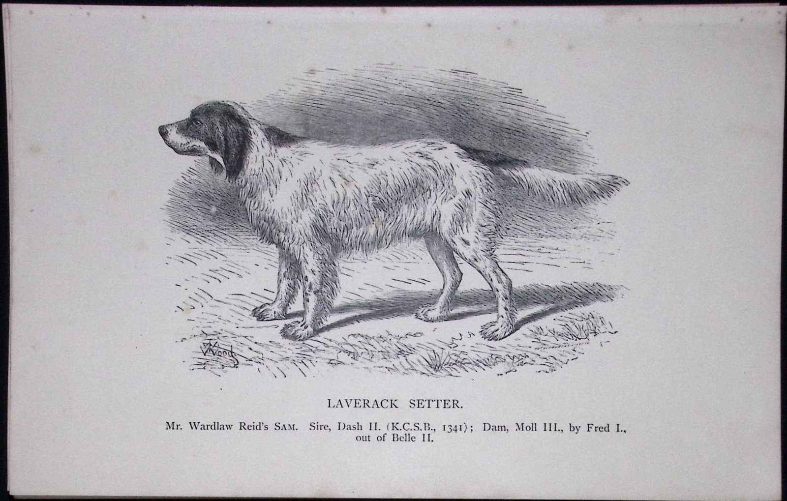 Laverack Setter British Dogs by Hugh Dalziel 1889 Antique Book Plate-30: Title: Laverack Setter British Dogs by Hugh Dalziel 1889 Antique Book Plate-30 Description: This Antique Book Plate Was Removed from a Edition of British Dogs by Hugh Dalziel 1889. Each Print