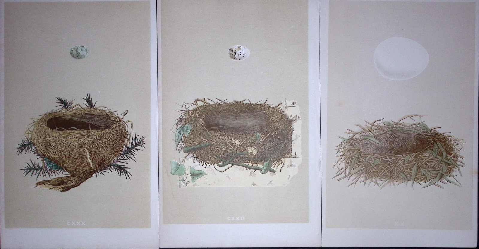 Job-Lot Bird Nests Dartford & Orphean Warbler Rev Morris Antique Engravings-3: Title: Job-Lot Bird Nests Dartford & Orphean Warbler Rev Morris Antique Engravings-3 Description: These 3 Chromolithographic Engraved Plates Has Been Removed from an Antique Edition of. Rev F O