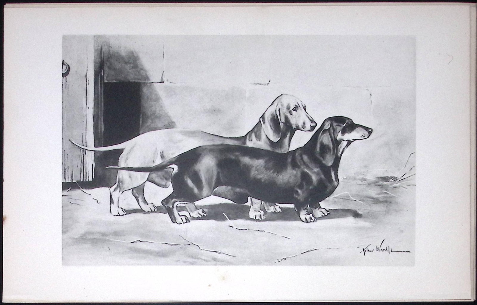 Dachshunds Antique Book Plate Rawdon Lee Modern Dogs 1893-47: Title: Dachshunds Antique Book Plate Rawdon Lee Modern Dogs 1893-47 Description: This Antique Book Plate Was Removed from an Edition of Modern Dogs by Rawdon Lee 1893. Each Print Measures Approx Each