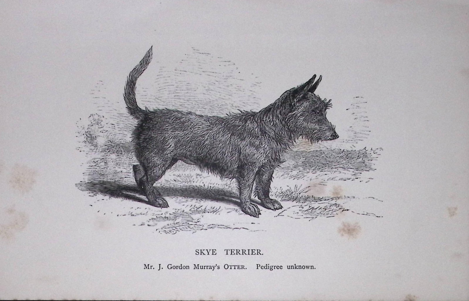 This Antique Book Plate Was Removed from an Edition of Modern Dogs by Rawdon Lee 1893. Each Print...: Title: This Antique Book Plate Was Removed from an Edition of Modern Dogs by Rawdon Lee 1893. Each Print Me Description: This Antique Book Plate Was Removed from an Edition of Modern Dogs by Rawdon