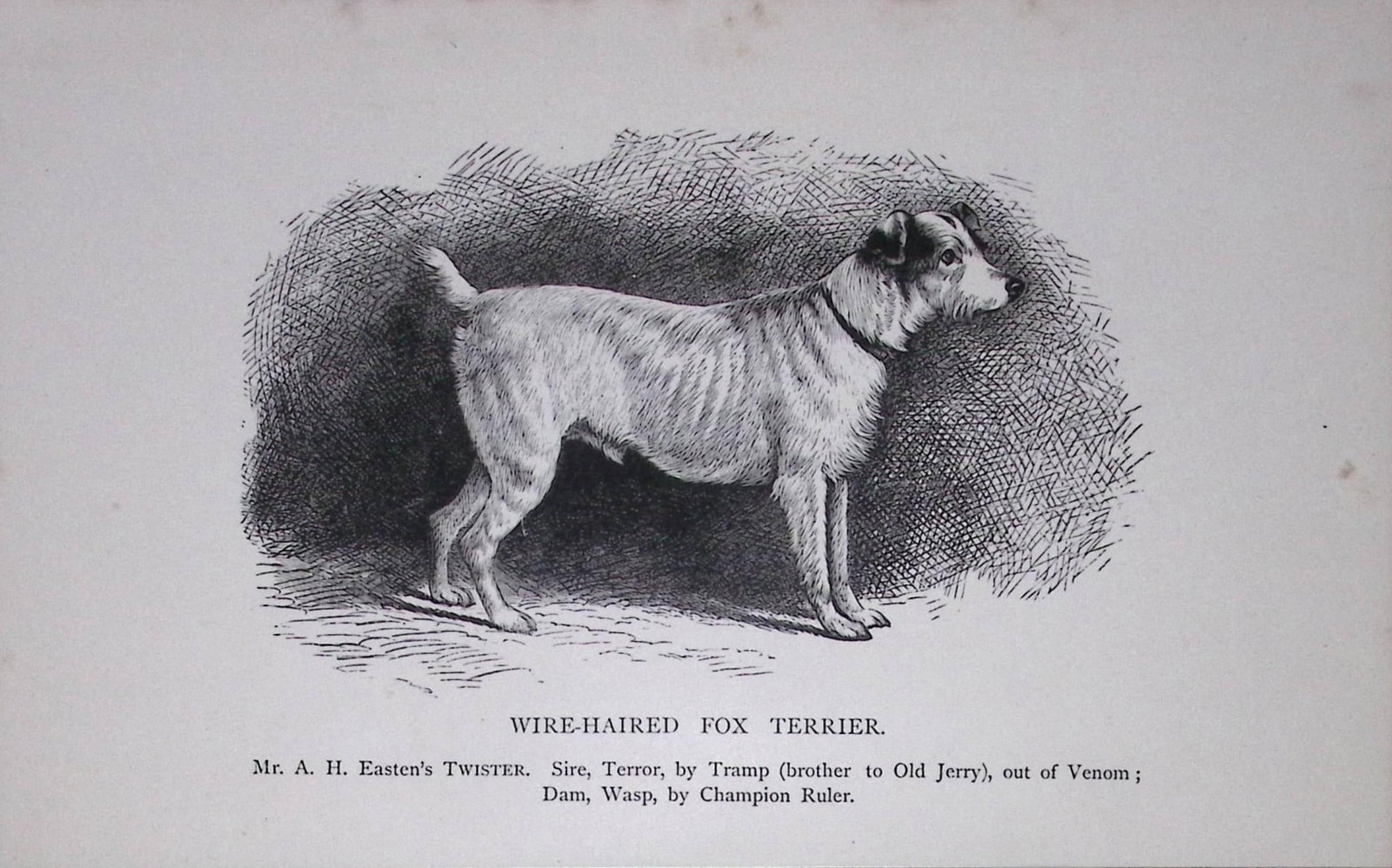 Wire-Haired Fox Terrier British Dogs by Hugh Dalziel 1889 Antique Book Plate-55: Title: Wire-Haired Fox Terrier British Dogs by Hugh Dalziel 1889 Antique Book Plate-55 Description: This Antique Book Plate Was Removed from an Edition of Modern Dogs by Rawdon Lee 1893.