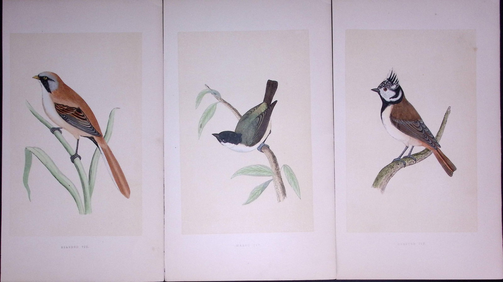 Job-Lot The Tit Family Rev Morris Antique Coloured Birds Engravings-4: Title: Job-Lot The Tit Family Rev Morris Antique Coloured Birds Engravings-4 Description: These 3 Chromolithographic Engraved Plates Has Been Removed from an Antique Edition of. Rev F O Morris