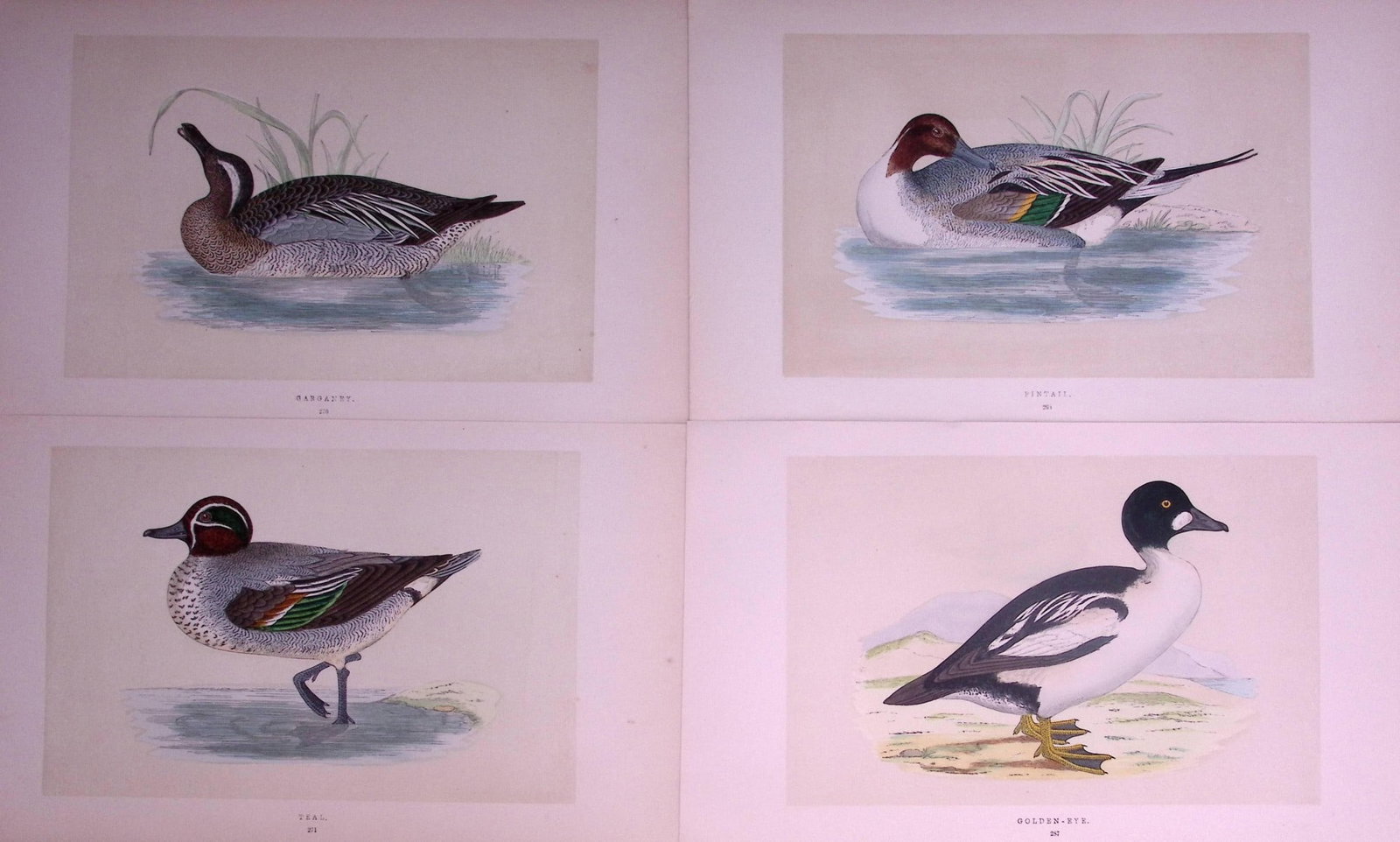 Job-Lot Duck Family Garganey, Pintail, Teal, Golden-Eye Antique Birds Engravings-17.: Title: Job-Lot Duck Family Garganey, Pintail, Teal, Golden-Eye Antique Birds Engravings-17. Description: These 3 Chromolithographic Engraved Plates Has Been Removed from an Antique Edition of