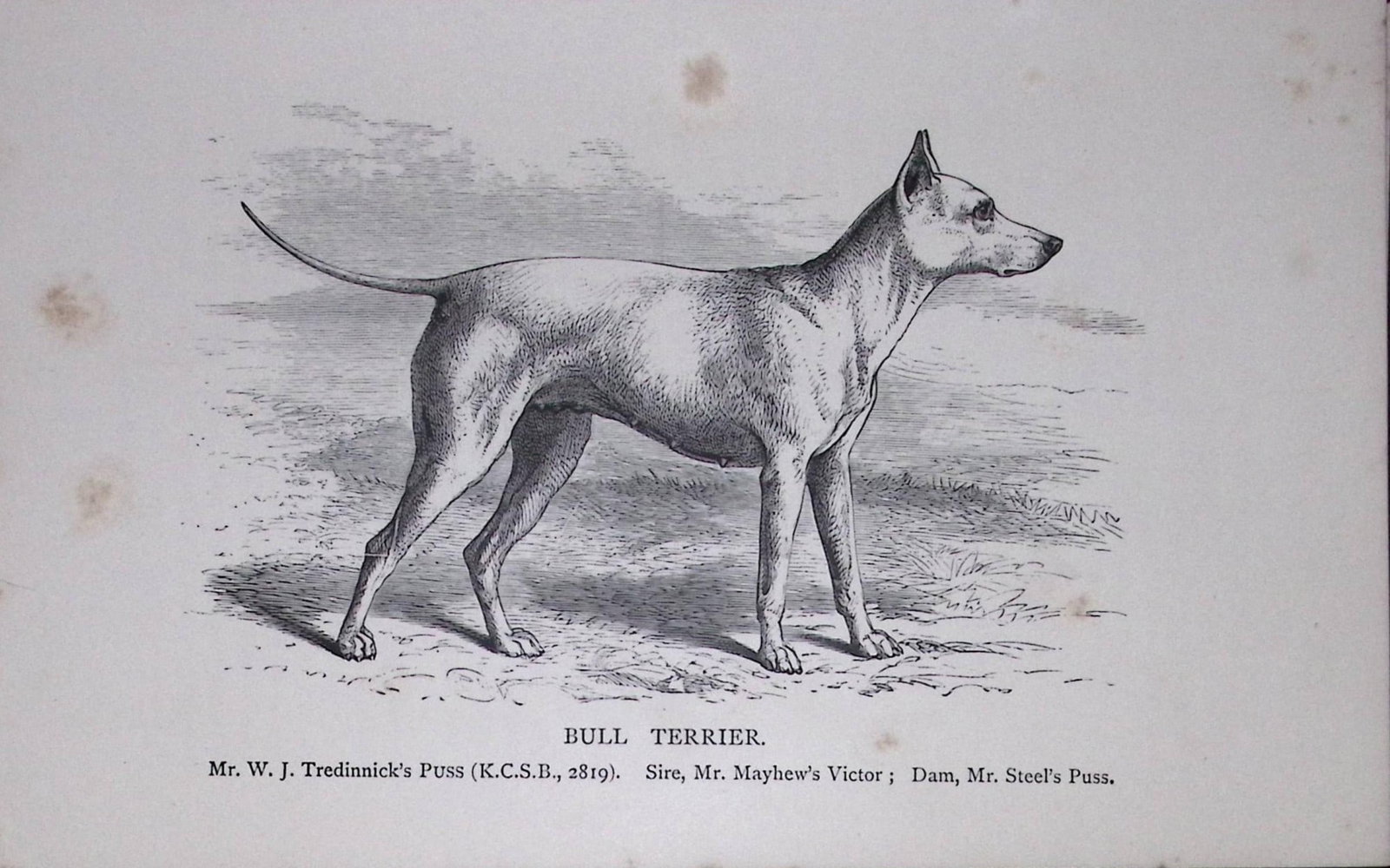 Bull Terrier British Dogs by Hugh Dalziel 1889 Antique Book Plate-50: Title: Bull Terrier British Dogs by Hugh Dalziel 1889 Antique Book Plate-50 Description: This Antique Book Plate Was Removed from a Edition of British Dogs by Hugh Dalziel 1889. Each Print