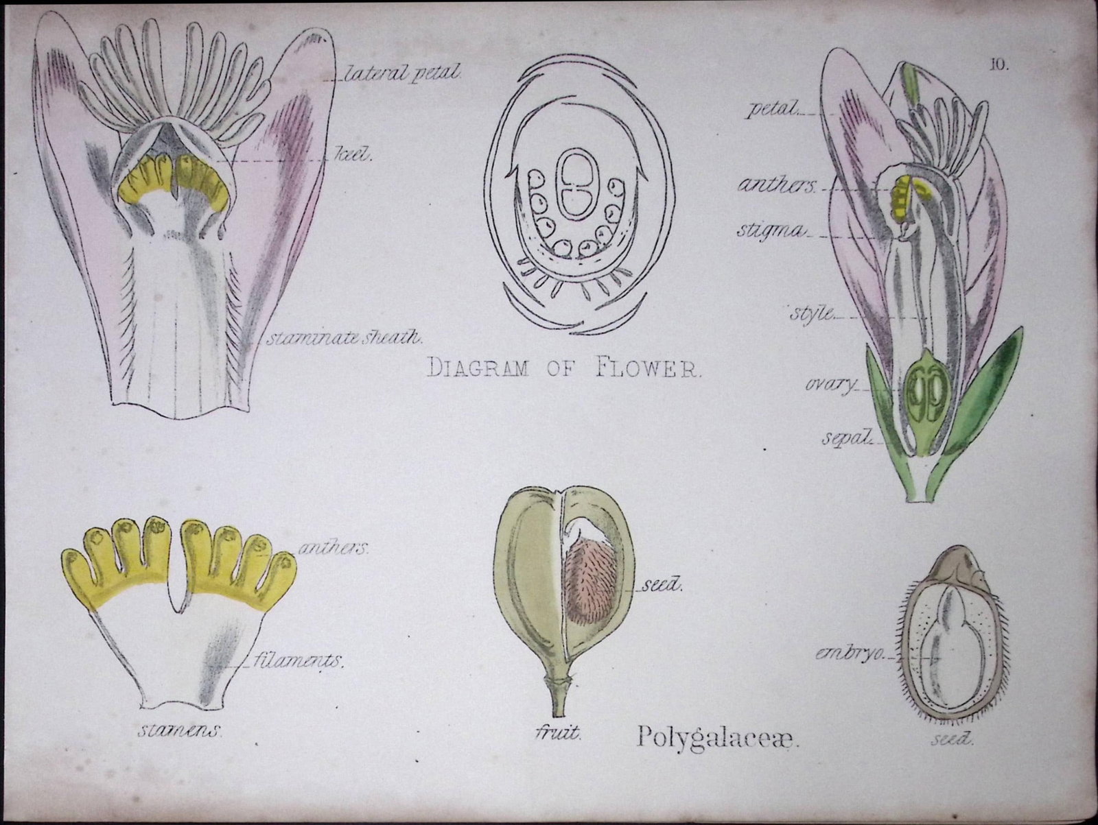 Milkworts Botanical Flower Diagram Rare Antique First Edition Illustration-10: Title: Milkworts Botanical Flower Diagram Rare Antique First Edition Illustration-10 Description: 150 Years-Old First Edition Hand-Coloured First Edition illustration by W. H. Fitch with Supp