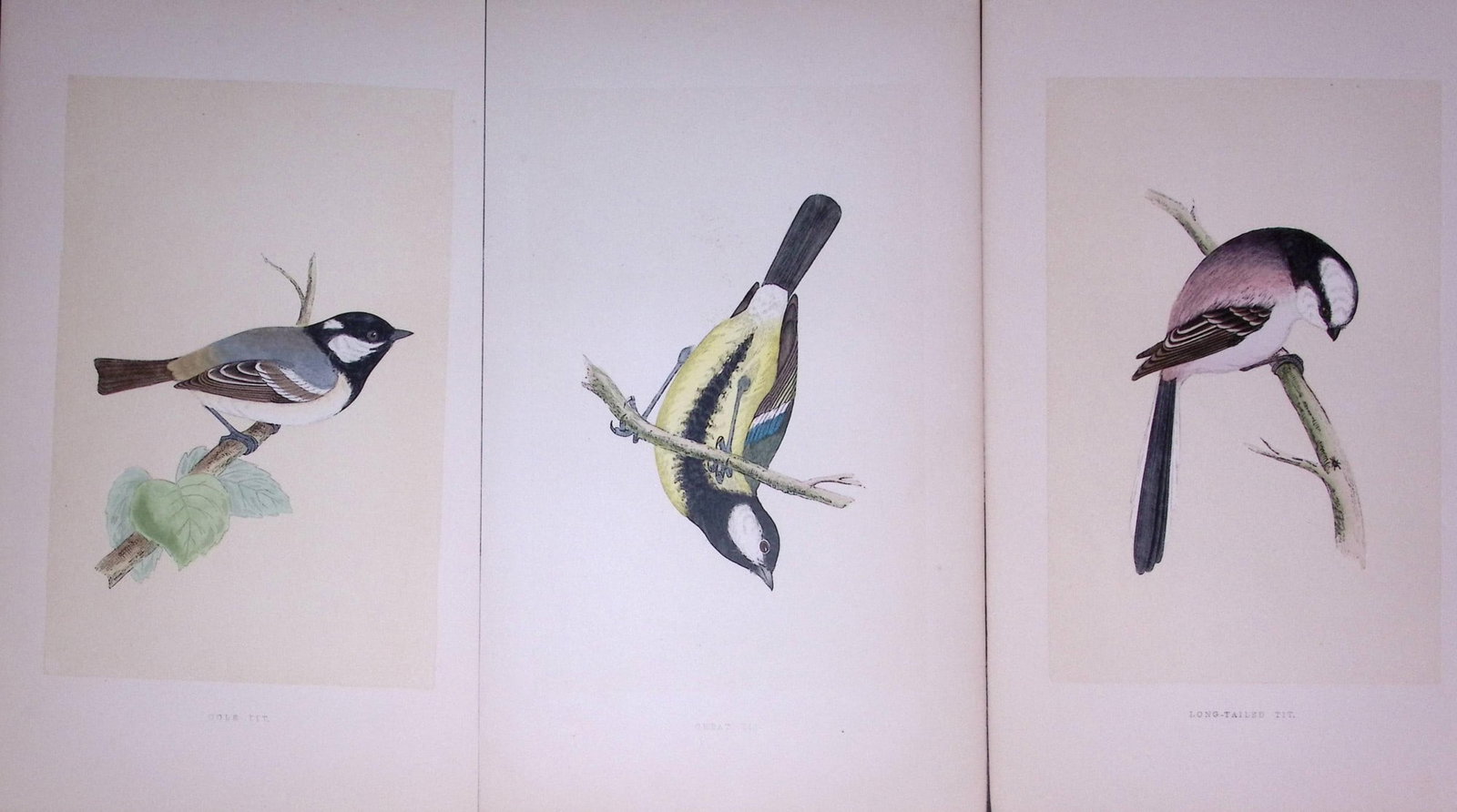 Job-Lot The Tit Family Rev Morris Antique Coloured Birds Engravings-5.: Title: Job-Lot The Tit Family Rev Morris Antique Coloured Birds Engravings-5. Description: These 3 Chromolithographic Engraved Plates Has Been Removed from an Antique Edition of. Rev F O
