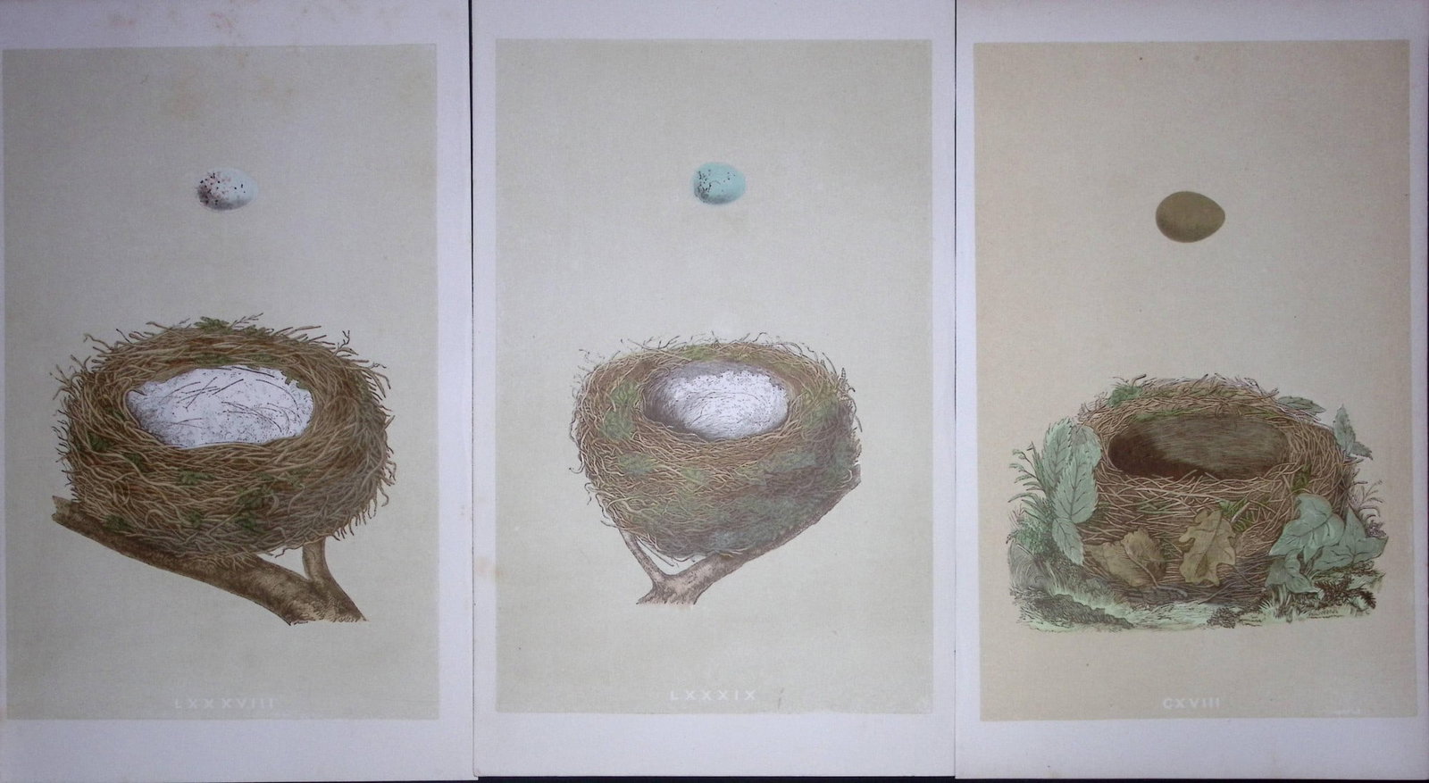 Job-Lot Bird Nests Nightingale, Redpole, Linnet Rev Morris Antique Engravings-11: Title: Job-Lot Bird Nests Nightingale, Redpole, Linnet Rev Morris Antique Engravings-11 Description: These 3 Chromolithographic Engraved Plates Has Been Removed from an Antique Edition of. Rev F O