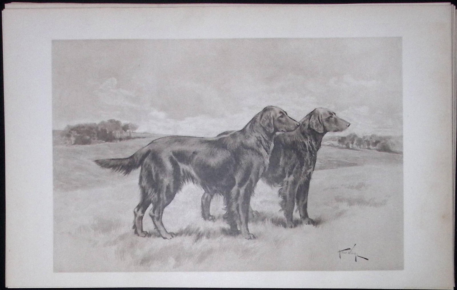 Pair Waxy Coated Retrievers Antique Book Plate Rawdon Lee Modern Dogs 1906-61: Title: Pair Waxy Coated Retrievers Antique Book Plate Rawdon Lee Modern Dogs 1906-61 Description: This Antique Book Plate Was Removed from an Edition of Modern Dogs by Rawdon Lee 1893. Each Print