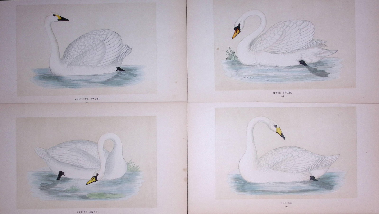 Job-Lot The Swan Family Rev Morris Antique Coloured Birds Engravings-6.: Title: Job-Lot The Swan Family Rev Morris Antique Coloured Birds Engravings-6. Description: These 3 Chromolithographic Engraved Plates Has Been Removed from an Antique Edition of. Rev F O