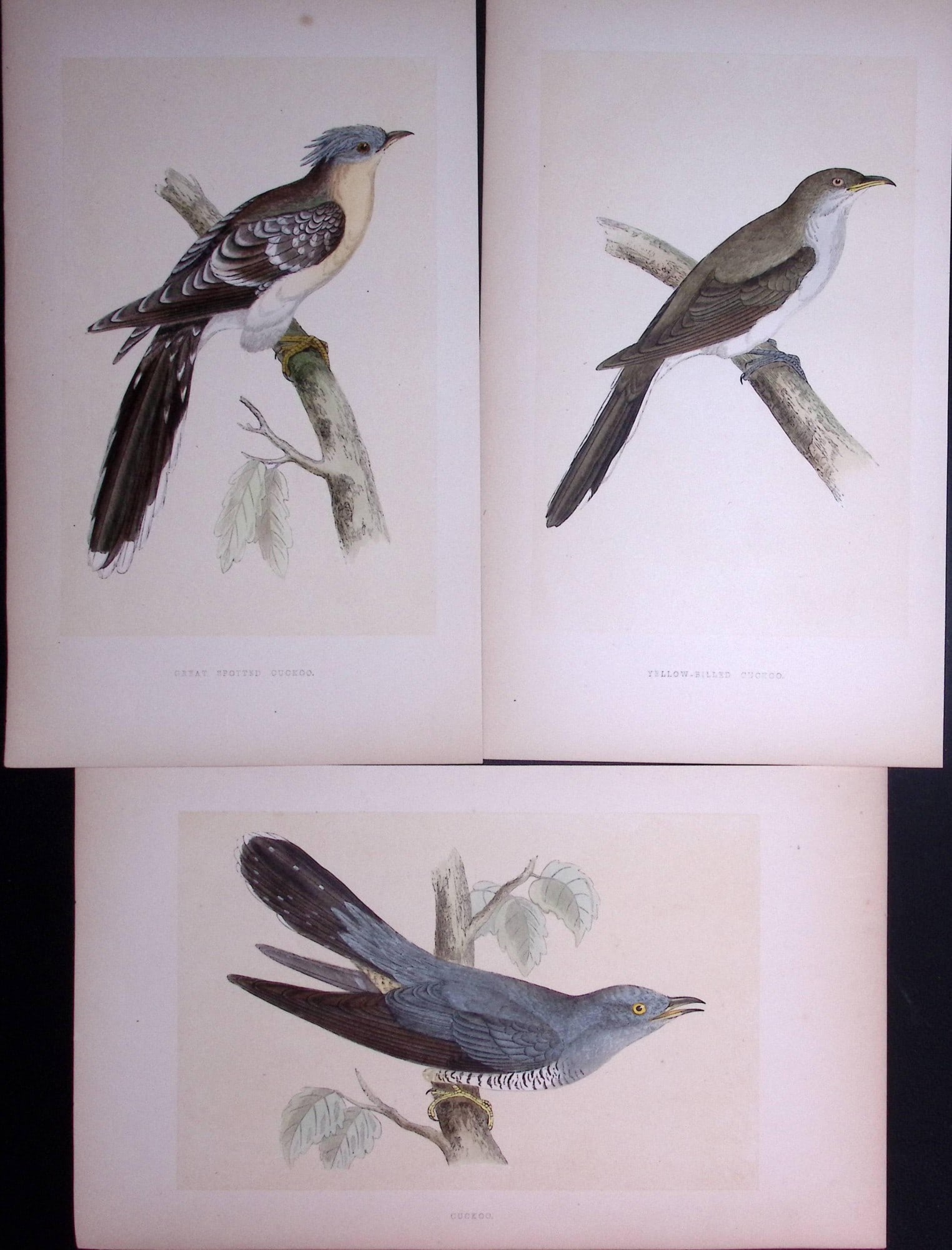 Job-Lot The Cuckoo Family Rev Morris Antique Coloured Birds Engravings-3: Title: Job-Lot The Cuckoo Family Rev Morris Antique Coloured Birds Engravings-3 Description: These 3 Chromolithographic Engraved Plates Has Been Removed from an Antique Edition of. Rev F O