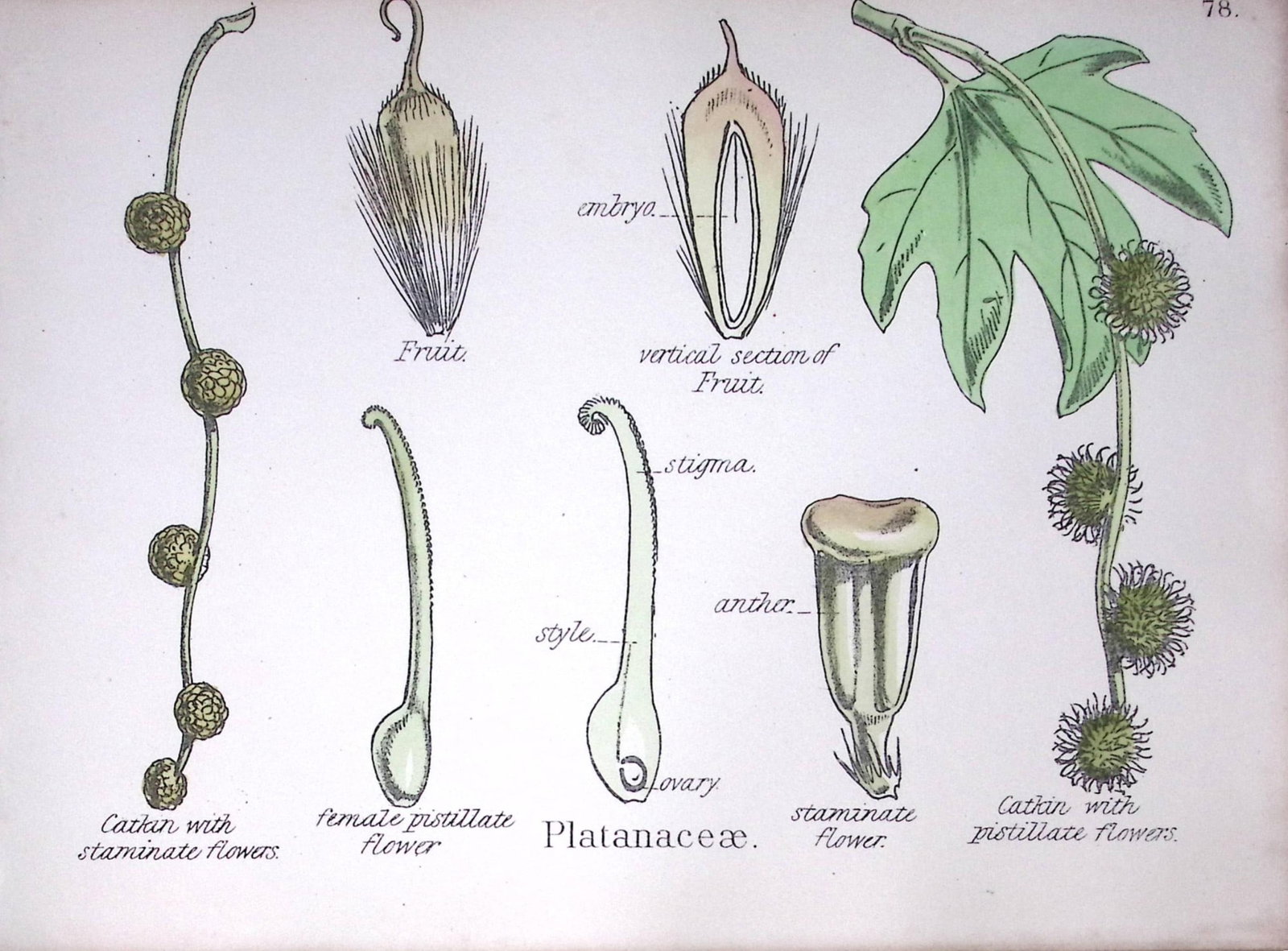 Plane Tree Family Botanical Flower Diagram Rare Antique First Edition Illustration-78: Title: Plane Tree Family Botanical Flower Diagram Rare Antique First Edition Illustration-78 Description: 150 Years-Old First Edition Hand-Coloured First Edition illustration by W. H. Fitch w