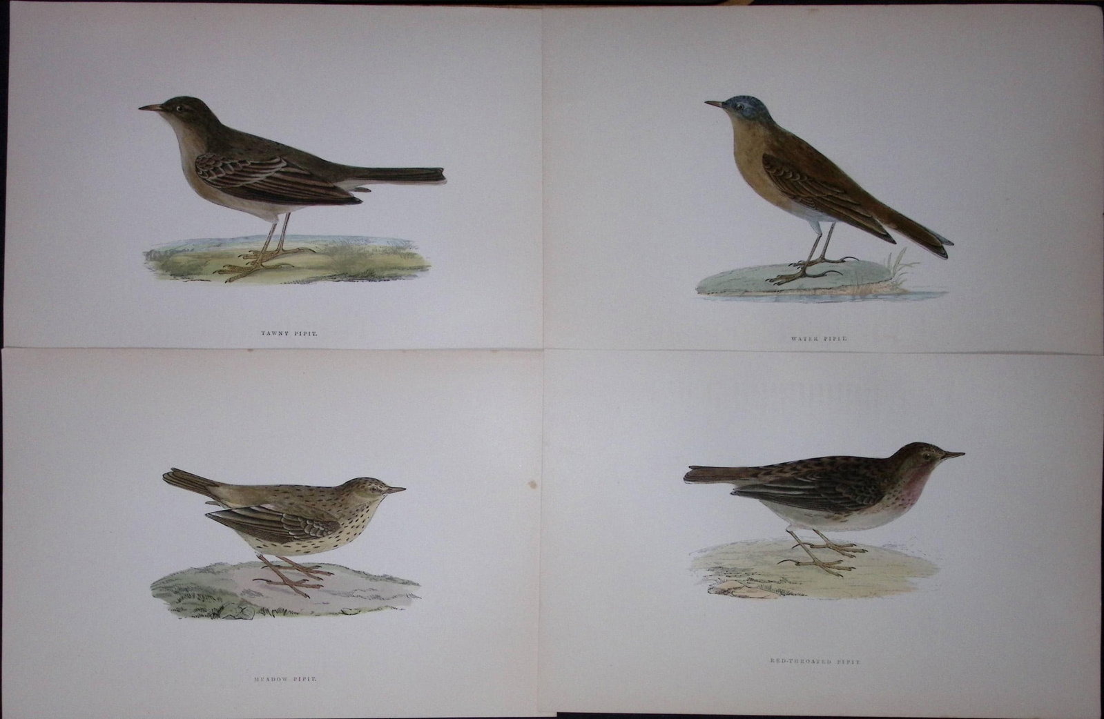 Job-Lot Rev Morris History of British Birds 130 Yrs-Old Antique Engravings-T5: Title: Job-Lot Rev Morris History of British Birds 130 Yrs-Old Antique Engravings-T5 Description: These 4 Chromolithographic Engraved Plates Has Been Removed from an Antique Edition of. R