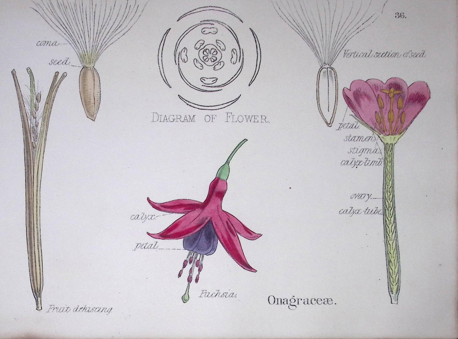 Evening Primroses Botanical Flower Diagram Rare Antique First Edition Illustration-36: Title: Evening Primroses Botanical Flower Diagram Rare Antique First Edition Illustration-36 Description: 150 Years-Old First Edition Hand-Coloured First Edition illustration by W. H. Fitch w