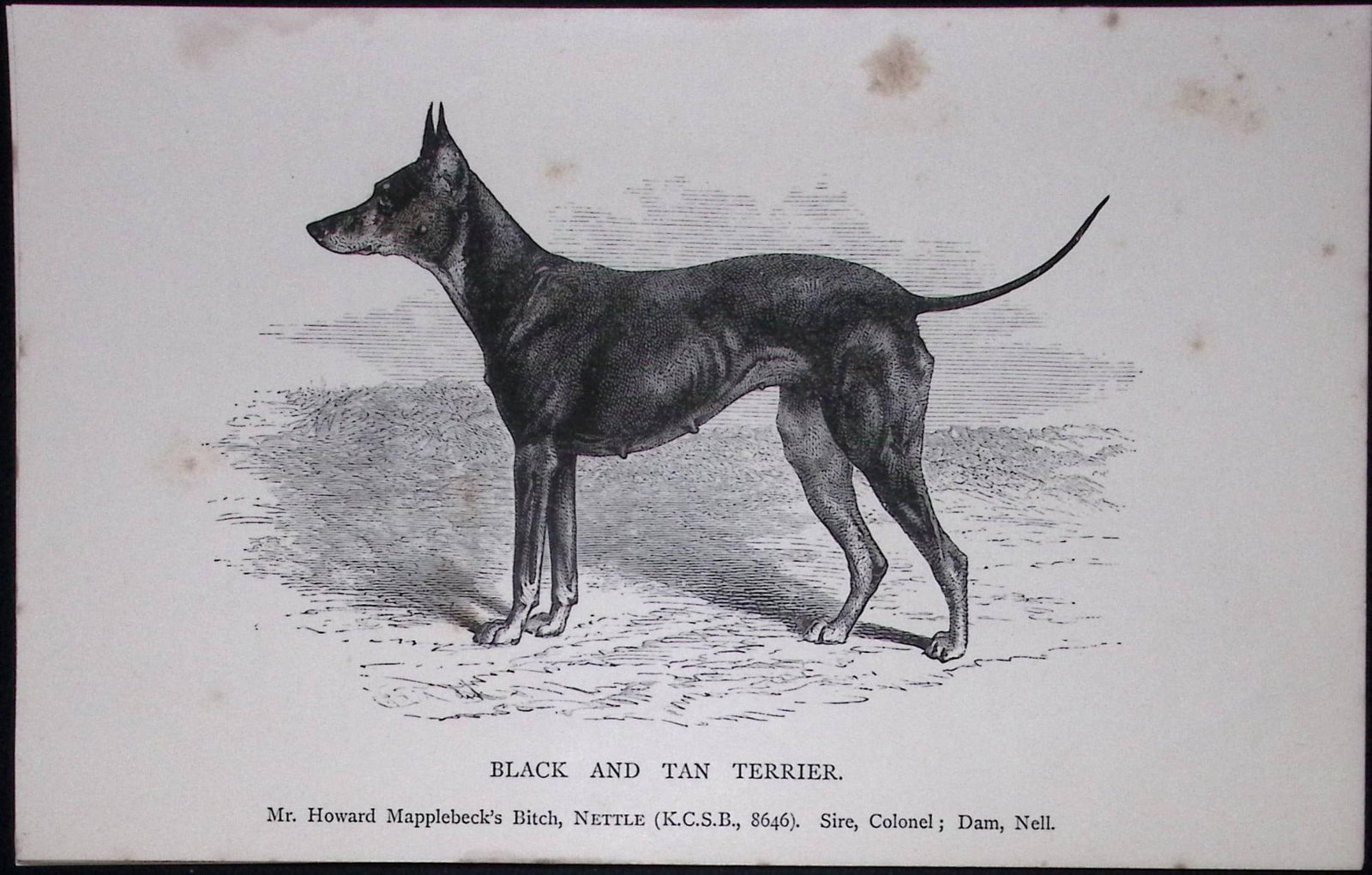 Black & Tan Terrier British Dogs by Hugh Dalziel 1889 Antique Book Plate-51: Title: Black & Tan Terrier British Dogs by Hugh Dalziel 1889 Antique Book Plate-51 Description: This Antique Book Plate Was Removed from a Edition of British Dogs by Hugh Dalziel 1889. Each