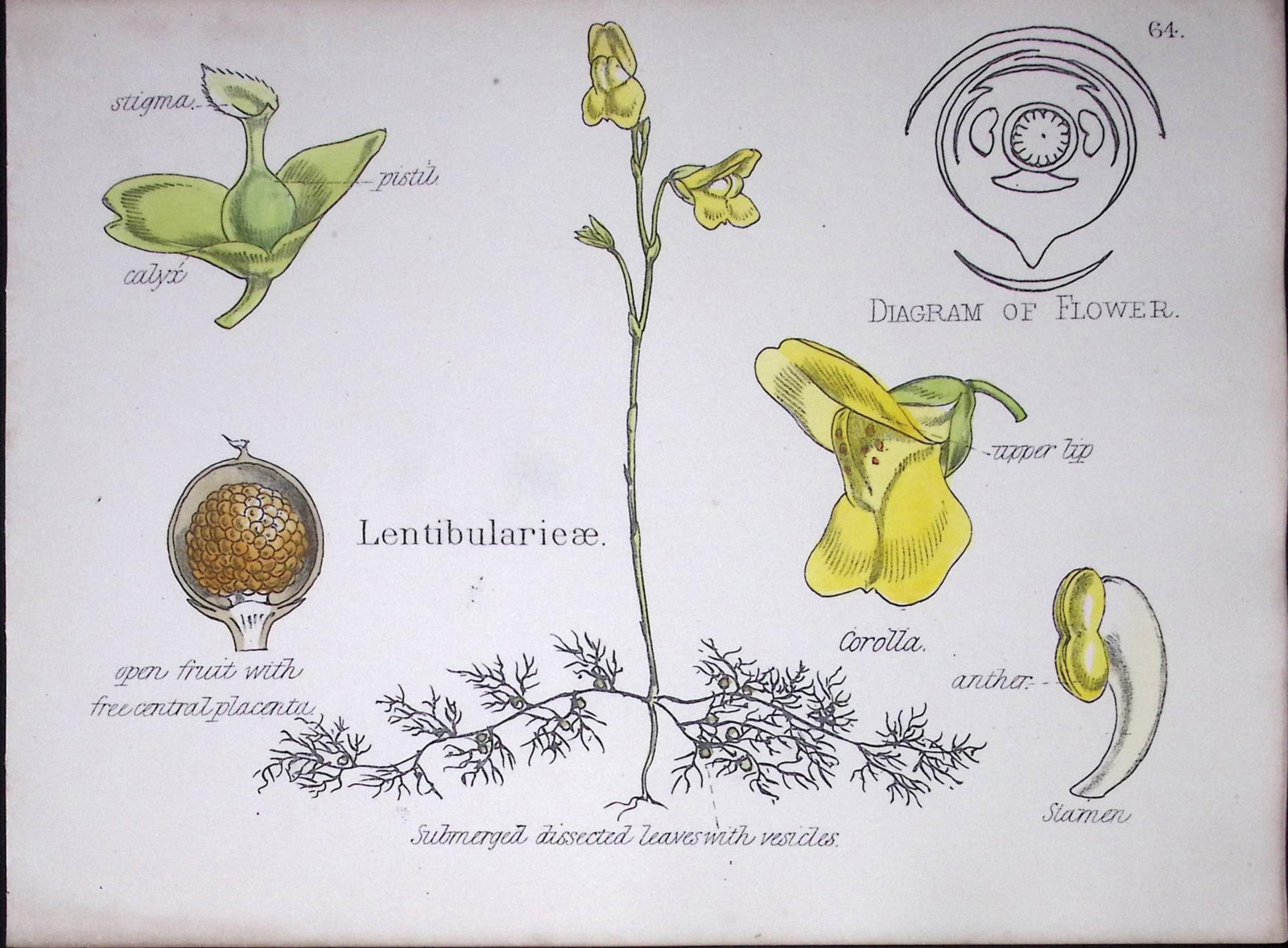 Lentibularieae Botanical Flower Diagram Rare Antique First Edition Illustration-64: Title: Lentibularieae Botanical Flower Diagram Rare Antique First Edition Illustration-64 Description: 150 Years-Old First Edition Hand-Coloured First Edition illustration by W. H. Fitch with