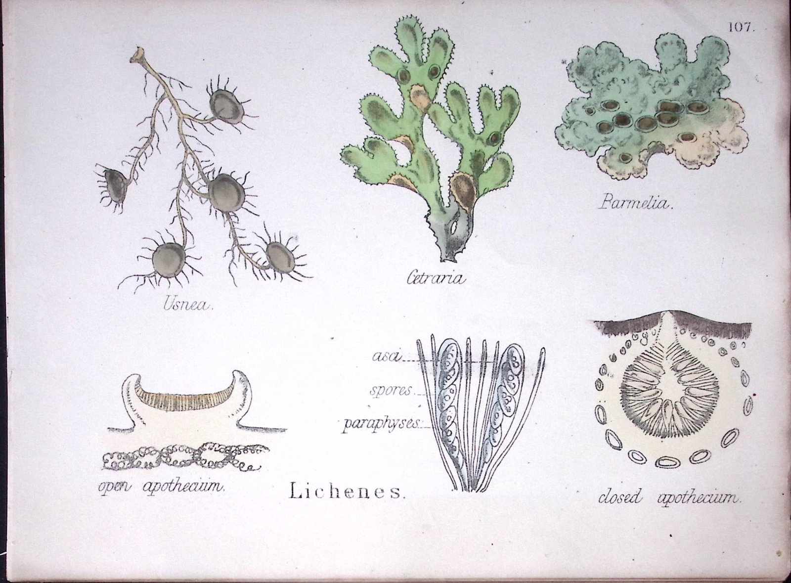 Liehenes Botanical Flower Diagram Rare Antique First Edition Illustration-107: Title: Liehenes Botanical Flower Diagram Rare Antique First Edition Illustration-107 Description: 150 Years-Old First Edition Hand-Coloured First Edition illustration by W. H. Fitch with Supp