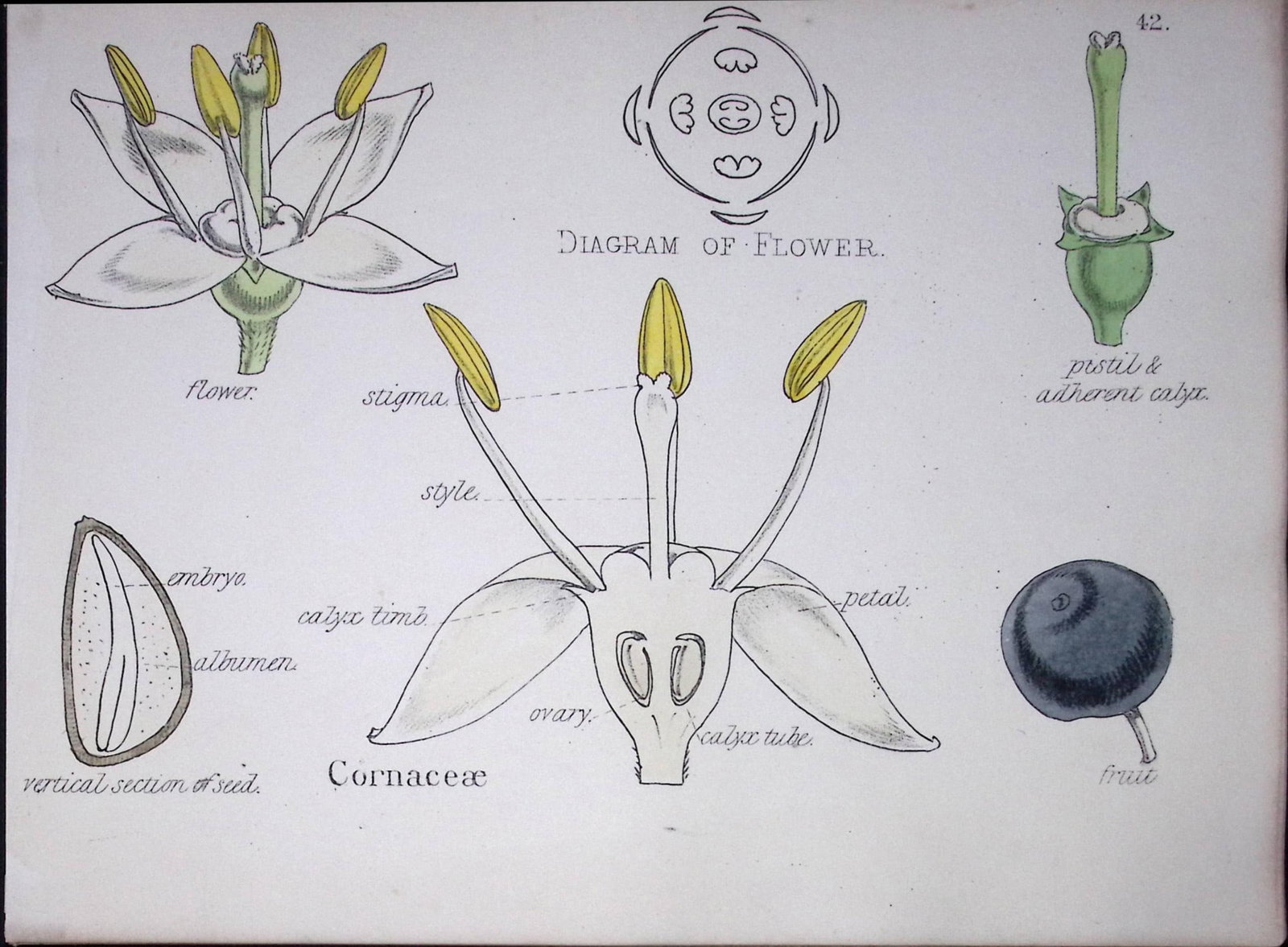 Dogwood Botanical Flower Diagram Rare Antique First Edition Illustration-42: Title: Dogwood Botanical Flower Diagram Rare Antique First Edition Illustration-42 Description: 150 Years-Old First Edition Hand-Coloured First Edition illustration by W. H. Fitch with