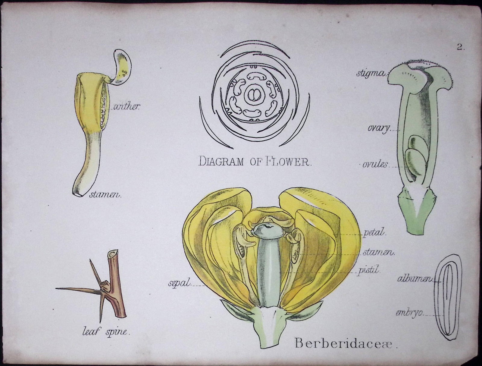 Berberidaceae Botanical Flower Diagram Rare Antique First Edition Illustration-2: Title: Berberidaceae Botanical Flower Diagram Rare Antique First Edition Illustration-2 Description: 150 Years-Old First Edition Hand-Coloured First Edition illustration by W. H. Fitch with S