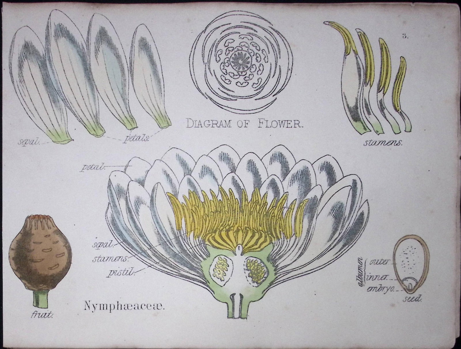 Water Lillies Botanical Flower Diagram Rare Antique First Edition Illustration-3: Title: Water Lillies Botanical Flower Diagram Rare Antique First Edition Illustration-3 Description: 150 Years-Old First Edition Hand-Coloured First Edition illustration by W. H. Fitch with S
