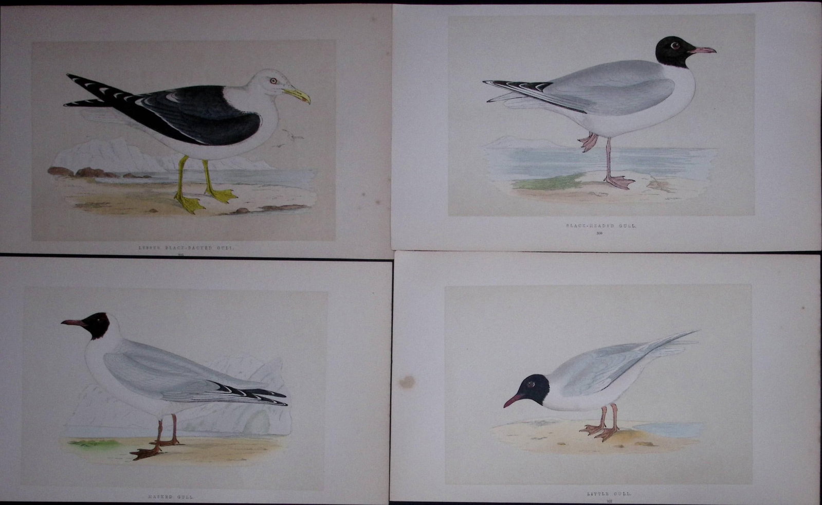 Job-Lot The Gull Family Rev Morris Antique Coloured Birds Engravings-26.: Title: Job-Lot The Gull Family Rev Morris Antique Coloured Birds Engravings-26. Description: These 3 Chromolithographic Engraved Plates Has Been Removed from an Antique Edition of. Rev F O