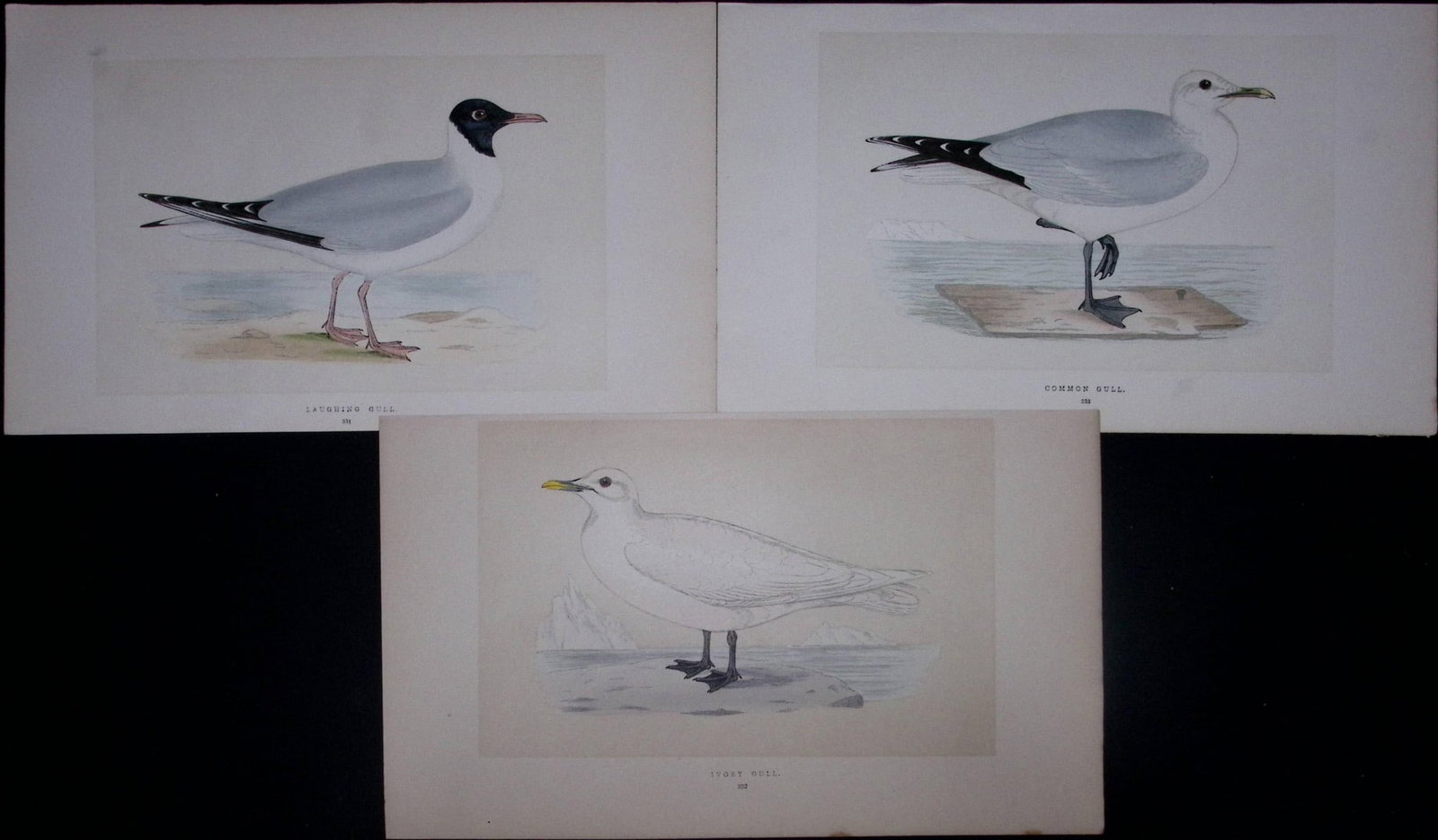 Job-Lot The Gull Family Rev Morris Antique Coloured Birds Engravings-29.: Title: Job-Lot The Gull Family Rev Morris Antique Coloured Birds Engravings-29. Description: These 3 Chromolithographic Engraved Plates Has Been Removed from an Antique Edition of. Rev F O