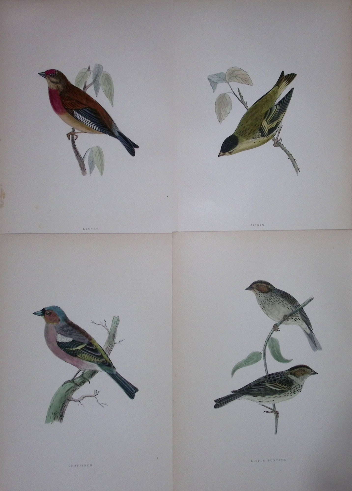 Job-Lot Rev Morris History of British Birds 130 Yrs-Old Antique Engravings-T18: Title: Job-Lot Rev Morris History of British Birds 130 Yrs-Old Antique Engravings-T18 Description: These 4 Chromolithographic Engraved Plates Has Been Removed from an Antique Edition of.