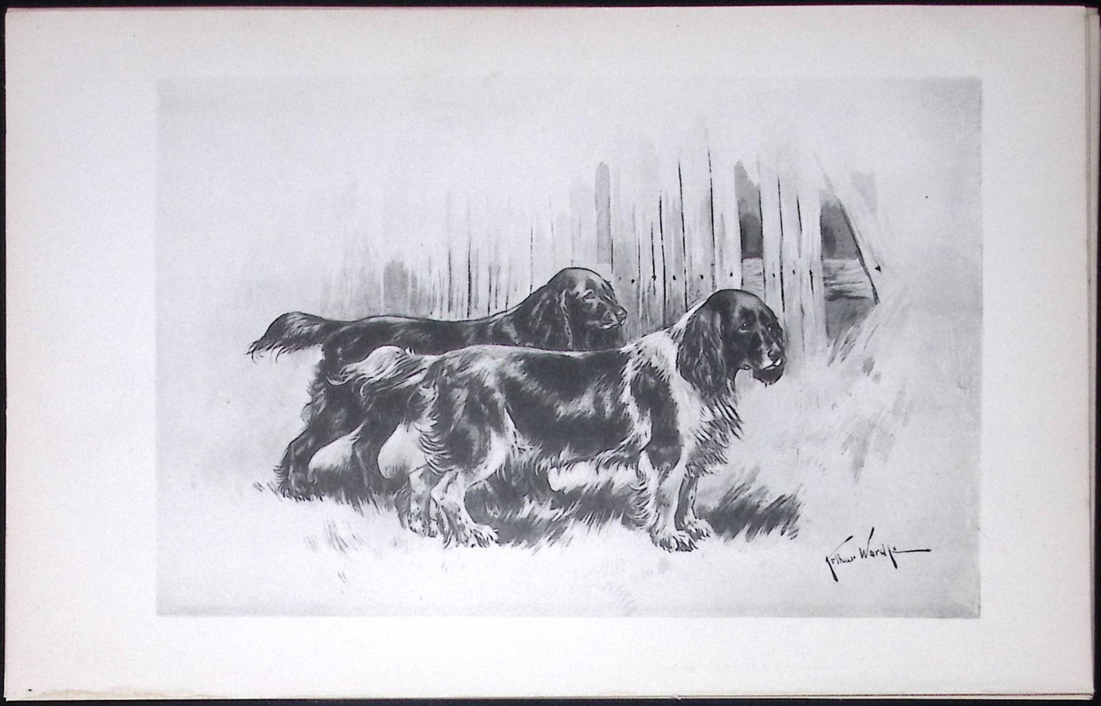 Cocker Spaniels Antique Book Plate Rawdon Lee Modern Dogs 1893-45: Title: Cocker Spaniels Antique Book Plate Rawdon Lee Modern Dogs 1893-45 Description: This Antique Book Plate Was Removed from an Edition of Modern Dogs by Rawdon Lee 1893. Each Print Measures