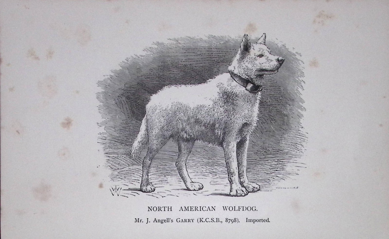 North American Wolfdog British Dogs by Hugh Dalziel 1889 Antique Book Plate-41: Title: North American Wolfdog British Dogs by Hugh Dalziel 1889 Antique Book Plate-41 Description: This Antique Book Plate Was Removed from a Edition of British Dogs by Hugh Dalziel 1889. Each Print