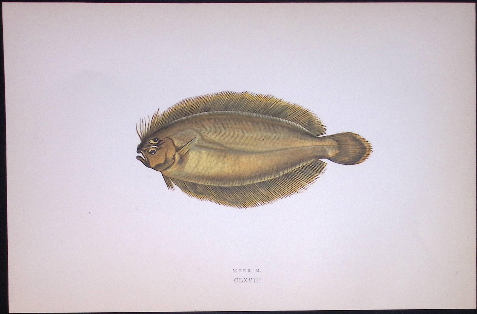 Megrim Cornish Sole Fish Scarce Antique 1877 J. Couch Woodblock Engraving-172: Title: Megrim Cornish Sole Fish Scarce Antique 1877 J. Couch Woodblock Engraving-172 Description: This Antique Original Coloured Woodblock Engraving Was Removed from An Edition of. History of T