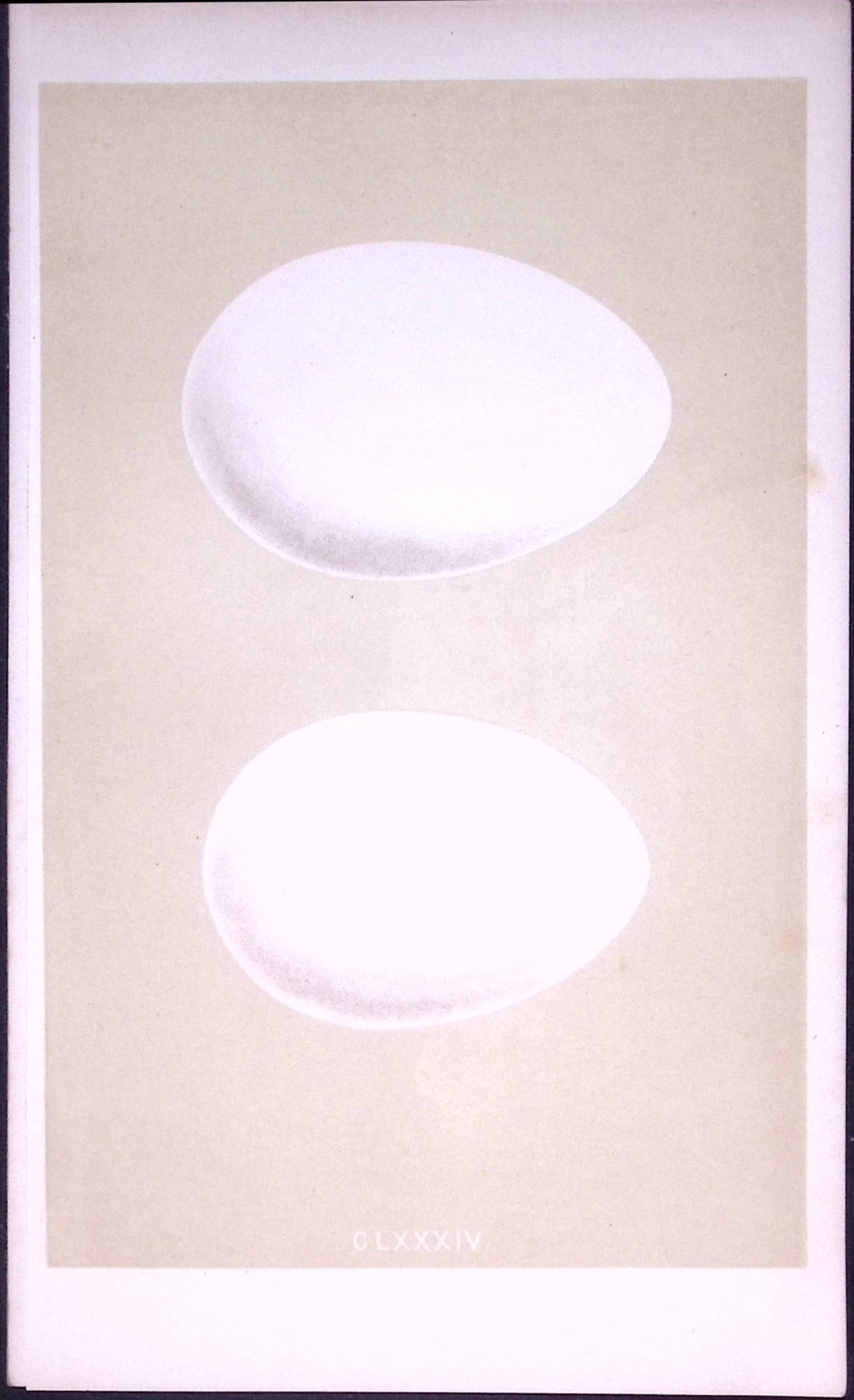Pink & White Footed Goose Bird Egg- Rev Morris Antique Woodblock Engraving-21: Title: Pink & White Footed Goose Bird Egg- Rev Morris Antique Woodblock Engraving-21 Description: This Chromolithographic Woodblock Engraving Has Been Removed from a First Antique Edition