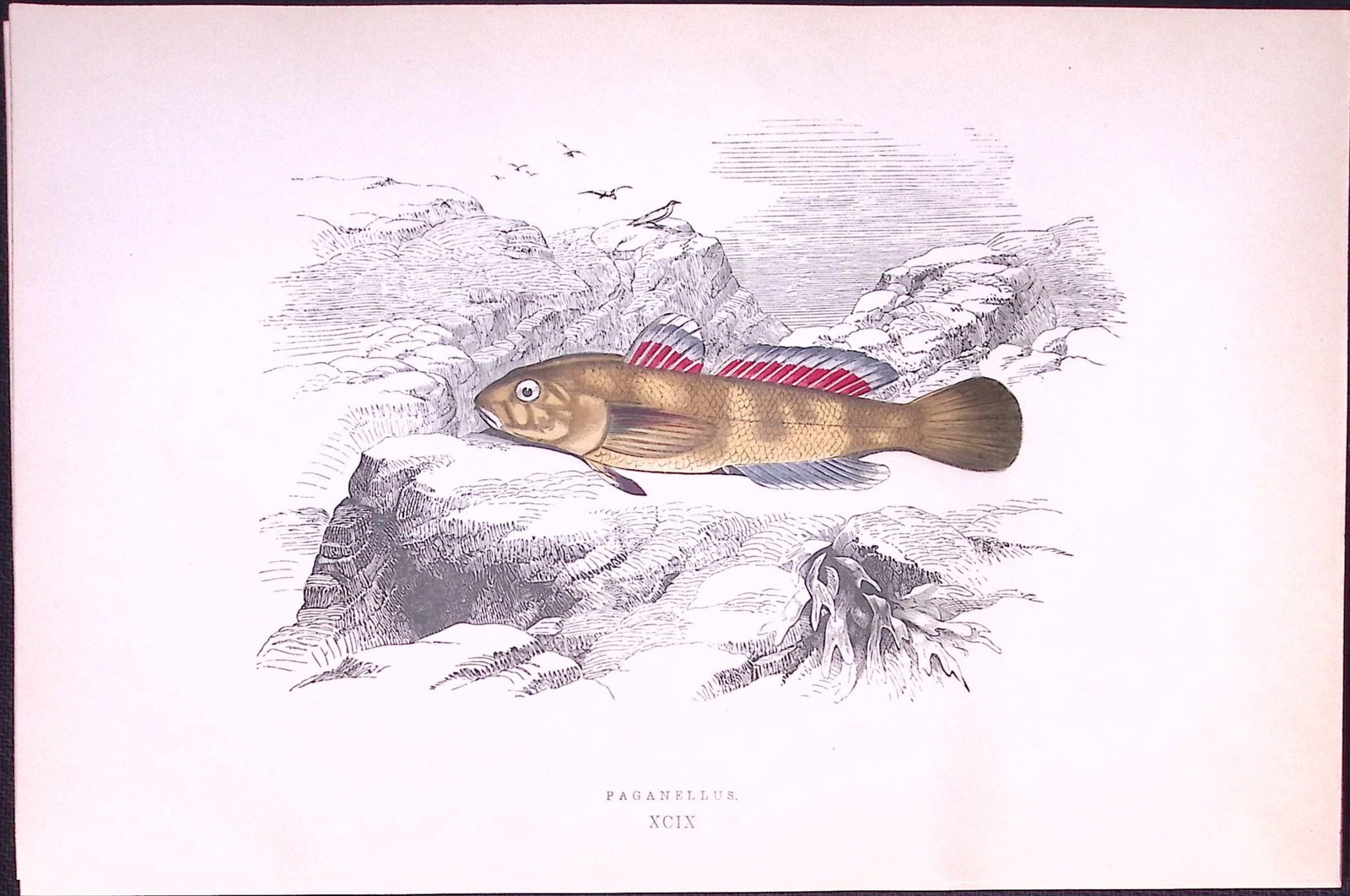 Paganellus Fish Scarce Antique 1877 J. Couch Woodblock Engraving-230: Title: Paganellus Fish Scarce Antique 1877 J. Couch Woodblock Engraving-230 Description: This Antique Original Coloured Woodblock Engraving Was Removed from An Edition of. History of The F