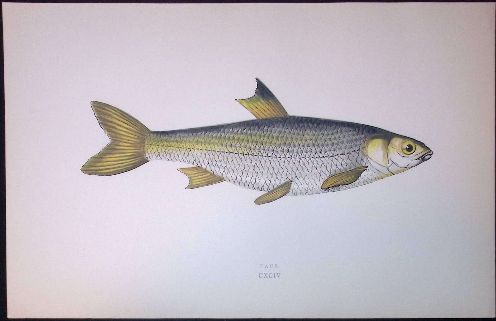 Dace Fish Scarce Antique 1877 J. Couch Woodblock Engraving-130: Title: Dace Fish Scarce Antique 1877 J. Couch Woodblock Engraving-130 Description: This Antique Original Coloured Woodblock Engraving Was Removed from An Edition of. History of The Fishes of The
