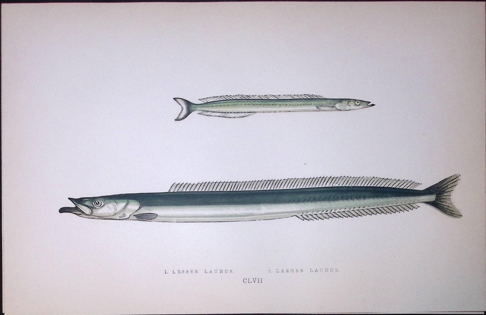 Lesser & Larger Launce Fish Scarce Antique 1877 J. Couch Woodblock Engraving-200: Title: Lesser & Larger Launce Fish Scarce Antique 1877 J. Couch Woodblock Engraving-200 Description: This Antique Original Coloured Woodblock Engraving Was Removed from An Edition of. Histo