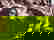 item-1219504=7
