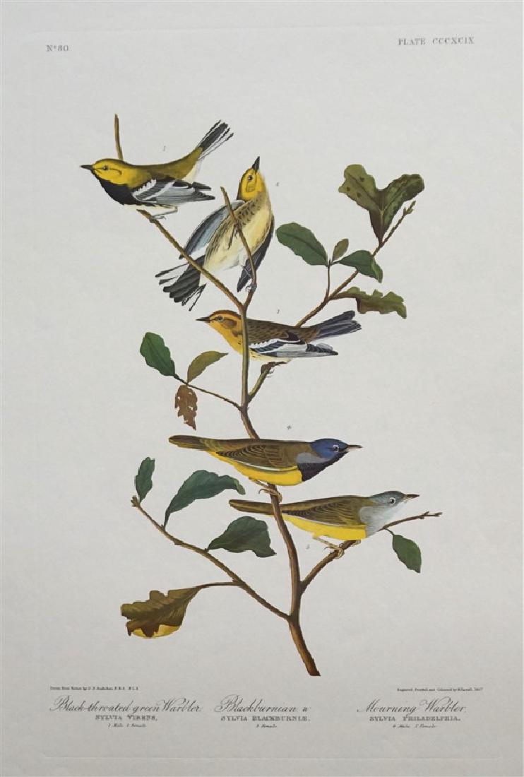 5 AUDUBON AMSTERDAM EDITION ELEPHANT FOLIO (1 of 10)