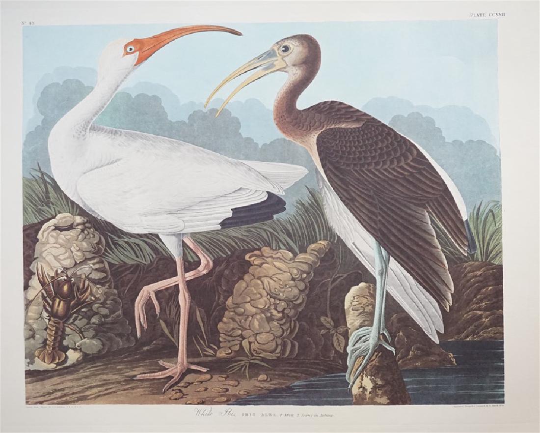 5 AUDUBON AMSTERDAM EDITION LITHOS (1 of 9)