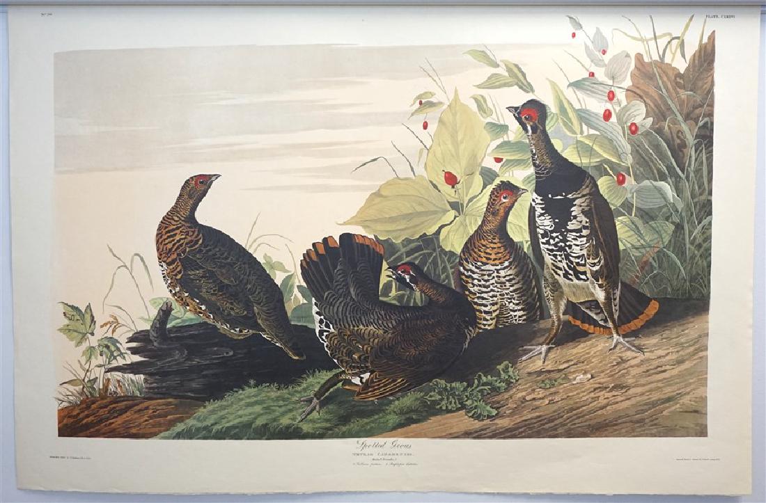 5 AUDUBON AMSTERDAM EDITION LITHOS (1 of 10)