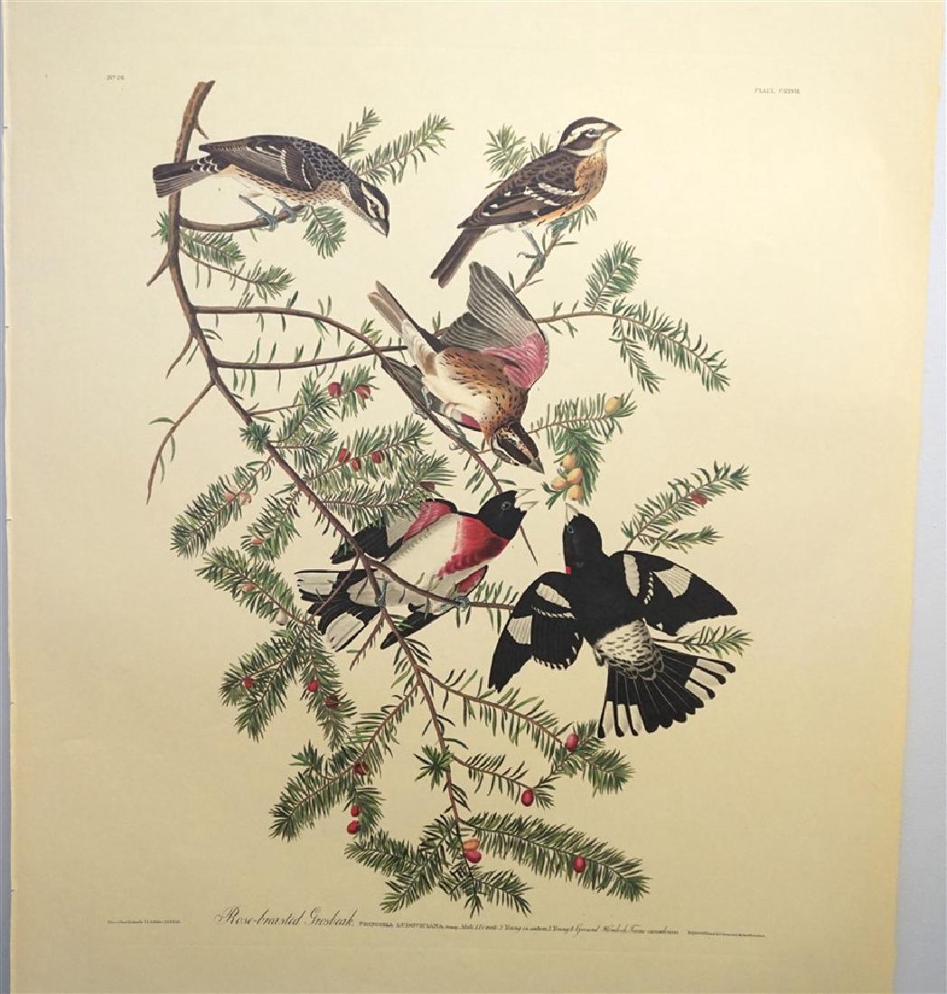 6 AUDUBON AMSTERDAM EDITION LITHOS (1 of 10)