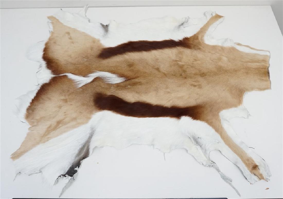 SOUTH AFRICAN SPRINGBOK HIDE (1 of 6)