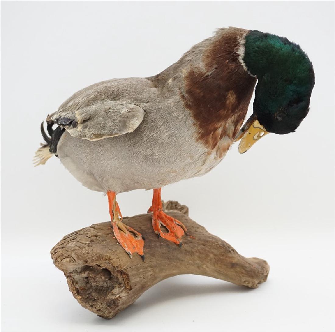 VINTAGE MALLARD DUCK TAXIDERMY (1 of 9)