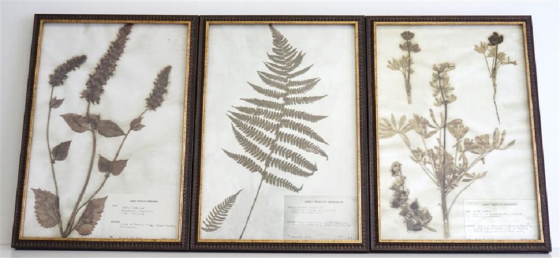 3 EMERY WHILTON HERBARIUM LITHOGRAPHS (1 of 6)