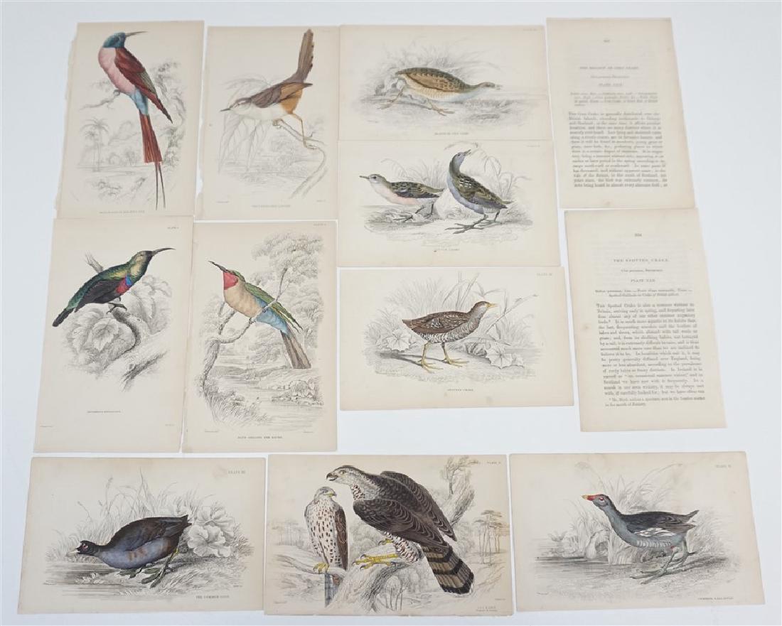 10 19th c. HAND COLORED BIRD ENGRAVINGS (1 of 5)