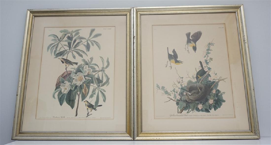 PAIR VINTAGE AUDUBON REPRINT YELLOW BREASTED CHAT (1 of 9)