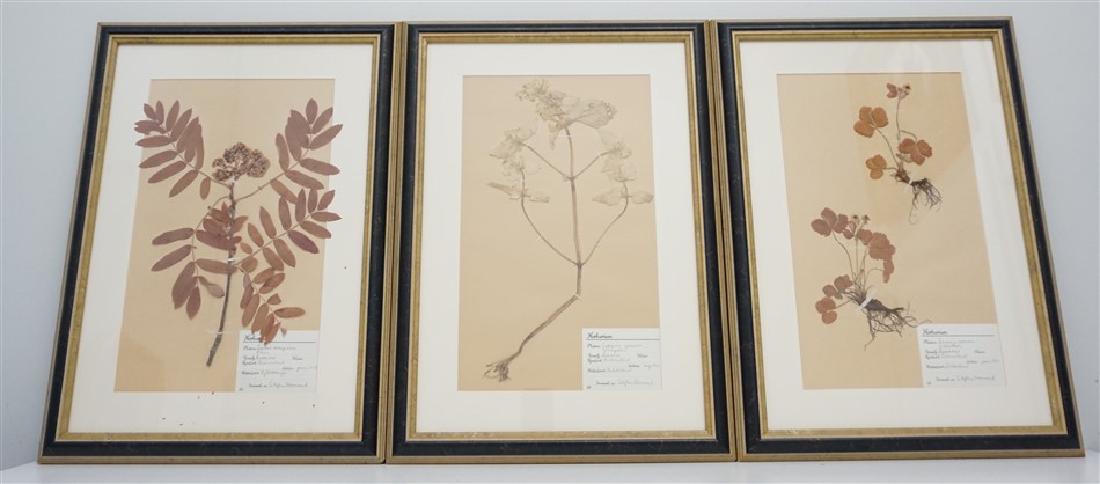 3 FRAMED HERBARIUM SPECIMENS (1 of 6)