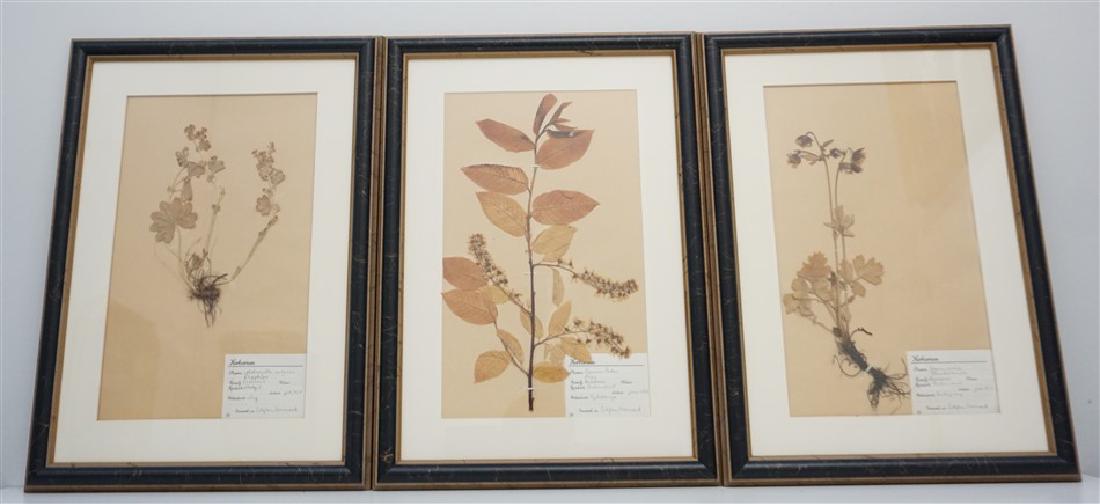 3 FRAMED HERBARIUM SPECIMENS (1 of 7)