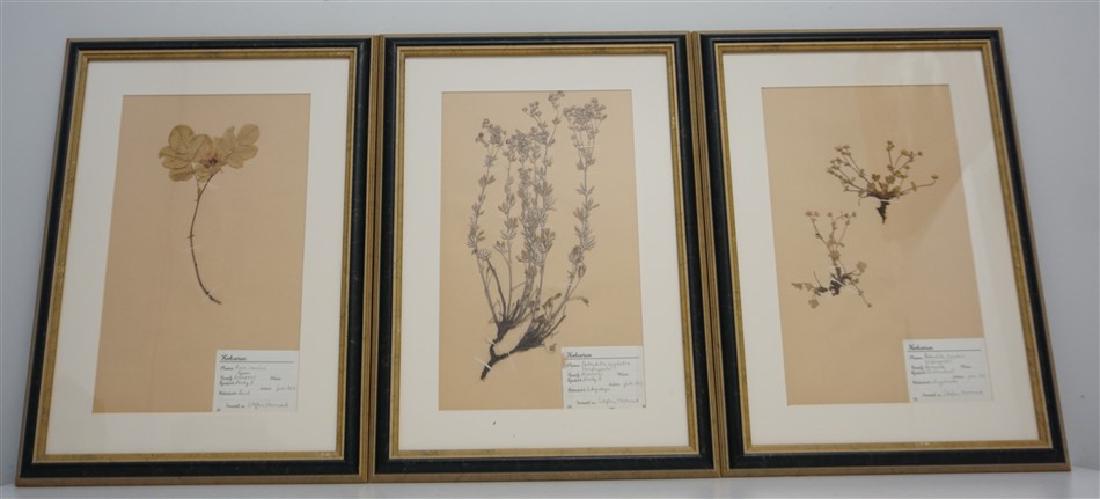 3 FRAMED HERBARIUM SPECIMENS (1 of 7)
