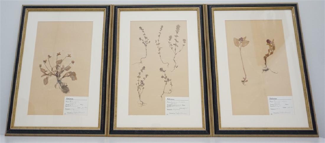 3 FRAMED HERBARIUM SPECIMENS (1 of 7)