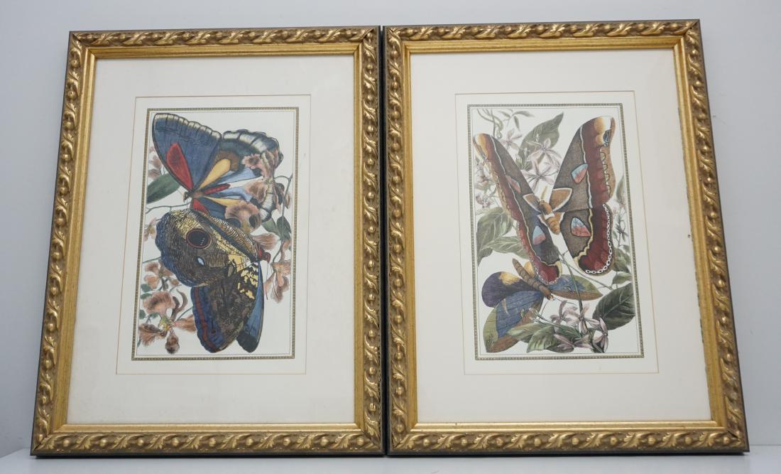 2 GILT FRAMED MOTH PRINTS (1 of 5)