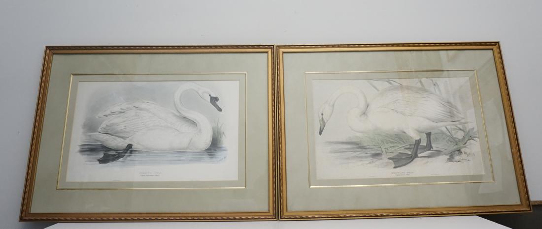 2 HAND COLORED SWAN LITHOGRAPHS - LEAR: Two large folio hand colored lithographs after Edward Lear (del. et lithog.). Printed by C, Hullmandel. Domestic and Whistling Swan. Reproduced from John Gould's The Birds of Europe. Both are handsome
